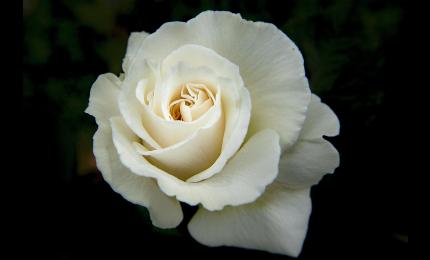 White rose